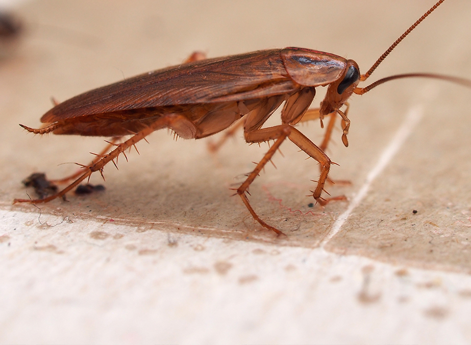 Pest news from around the UK for pest control companies PPC Online